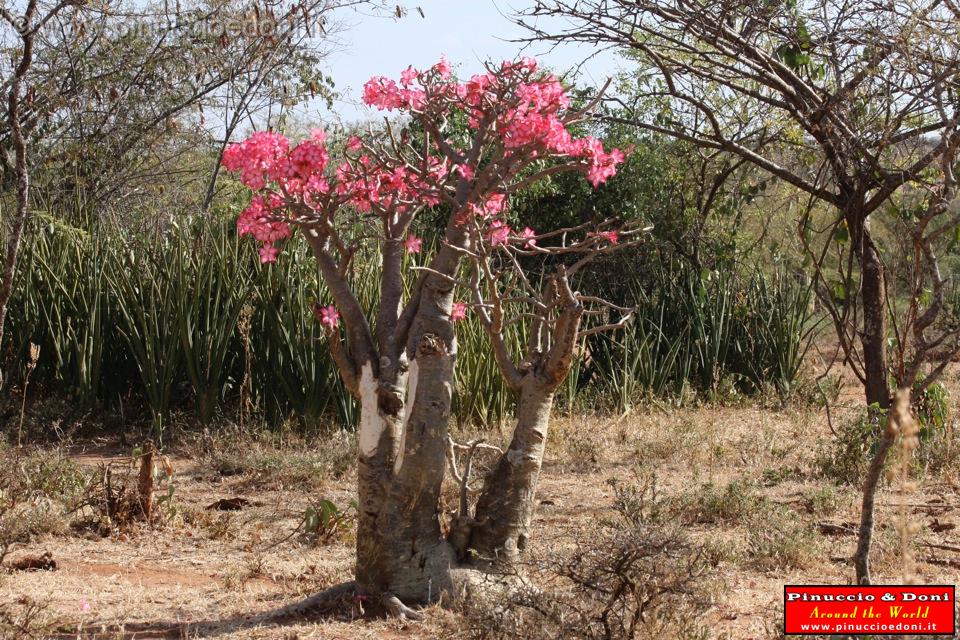 Ethiopia - Sulla strada per Turni - 36.jpg